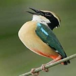 image of bird