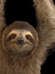 image of sloth