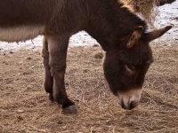 image of animal