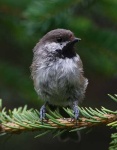image of chickadee