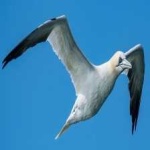 image of bird