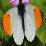 image of orange_butterfly #1