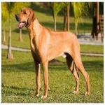 image of animal