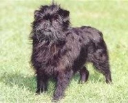 image of affenpinscher