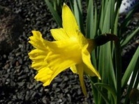 image of flower