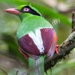 image of bird