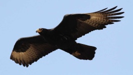 image of animal