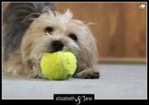 image of tennis_ball