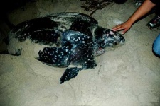 image of leatherback_turtle