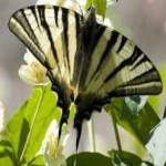 image of animal
