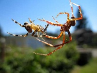 image of garden_spider