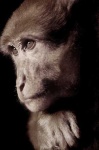 image of macaque