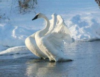 image of swan