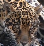 image of jaguar_car
