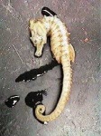image of sea_horse