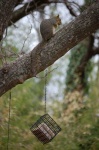 image of fox_squirrel