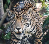 image of jaguar_car
