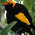 image of bird