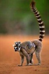 image of madagascar_cat