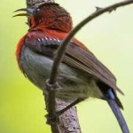 image of bird