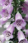 image of flower