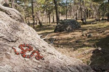 image of king_snake