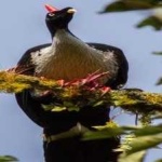 image of horned_guan #12