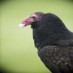 image of bird