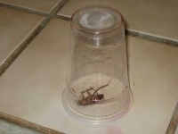 image of cockroach