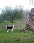 image of eskimo_dog