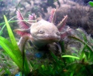 image of axolotl