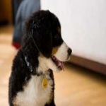 image of animal