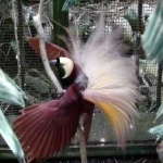 image of bird