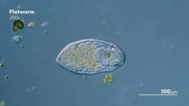 image of parasitic_flatworms