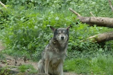 image of timber_wolf