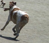 image of brittany_spaniel
