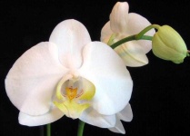 image of moon_orchid #0