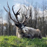 image of reindeer #54