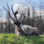 image of animal
