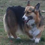 image of corgi #10