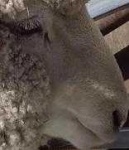 image of animal