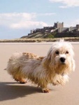 image of dandie_dinmont