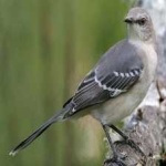 image of bird