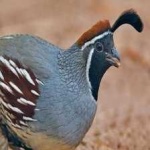 image of bird