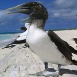 image of bird
