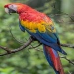 image of bird