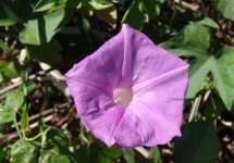 image of flower