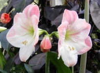 image of flower