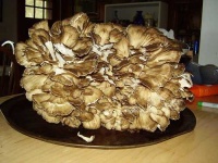 image of hen_of_the_woods