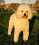 image of miniature_poodle #11